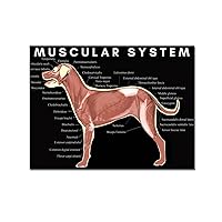 Animal Anatomy Poster Canine Muscular System Veterinary Poster Canvas Print Picture Wall Art Poster for Home Family Decor 16x20inch(40x51cm) Unframe-Style