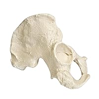 3B Scientific 1005119 Orthobones Right Hemi Pelvis Male Bone Model
