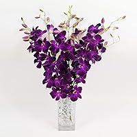 Athena’s Garden Fresh Cut Orchids Purple 10 Stems Dendrobium Orchids Flowers with Vase and Rocks