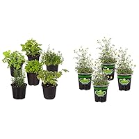 Live Aromatic Herb Assortment (Rosemary, Lavender, Mint, 6 Plants) and Bonnie Plants Chamomile 4-Pack