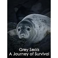 Grey Seals: A Journey of Survival