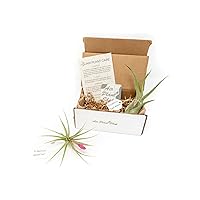 2 (Two) Easy-Care Air Plants (Tillandsia) Delivered Monthly|The Starter Air Plant Subscription Box By The Air Plant Shop|Great Gift for Plant Lovers