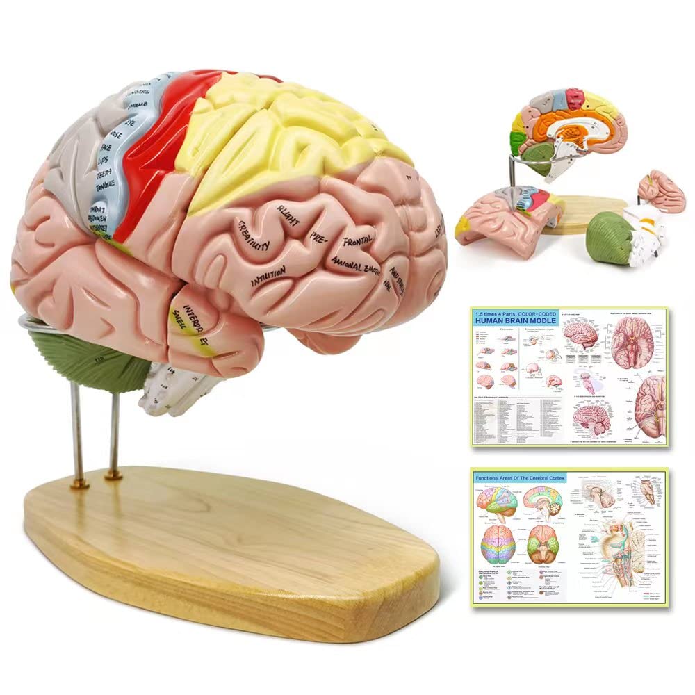 2023 Newest Human Brain Model for Neuroscience Teaching with Labels 1.5 Times Life Size Anatomy Model for Learning Science Classroom Study Display Medical Model,9 Colors to Identify Brain Functions