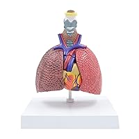 Anatomical Pathological Lungs Model Respiratory System Model for Lecture Shows Details of Thyroid Heart Lungs Teaching Model