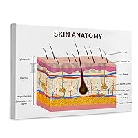 IDIDOS Skin Anatomy Vertical Analysis Poster Dermatology Hospital Decoration Poster Wall Art Canvas Print Picture Office Room Art Poster Unframe-style 10x8inch(25x20cm)