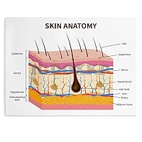 IDIDOS Skin Anatomy Vertical Analysis Poster Dermatology Hospital Decoration Poster Wall Art Canvas Print Picture Office Room Art Poster Unframe-style 16x12inch40x30cm