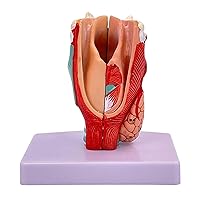 Natural Large Human Larynx Anatomy Model, with Digital Labeled + Real Colors and Textures, Scientific Medical Teaching Model Desktop Ornaments