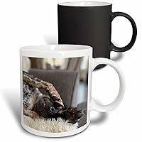 3dRose Photo of a sleepy Blue Tick Coonhound covering her eyes with her paws. - Mugs (mug-384809-3)