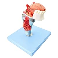Human Throat Medical Anatomy Model, Throat Model Attached Teeth Tongue Laryngeal Cartilage Laryngeal Muscle Laryngeal Cavity, with 55 Indicator Marks