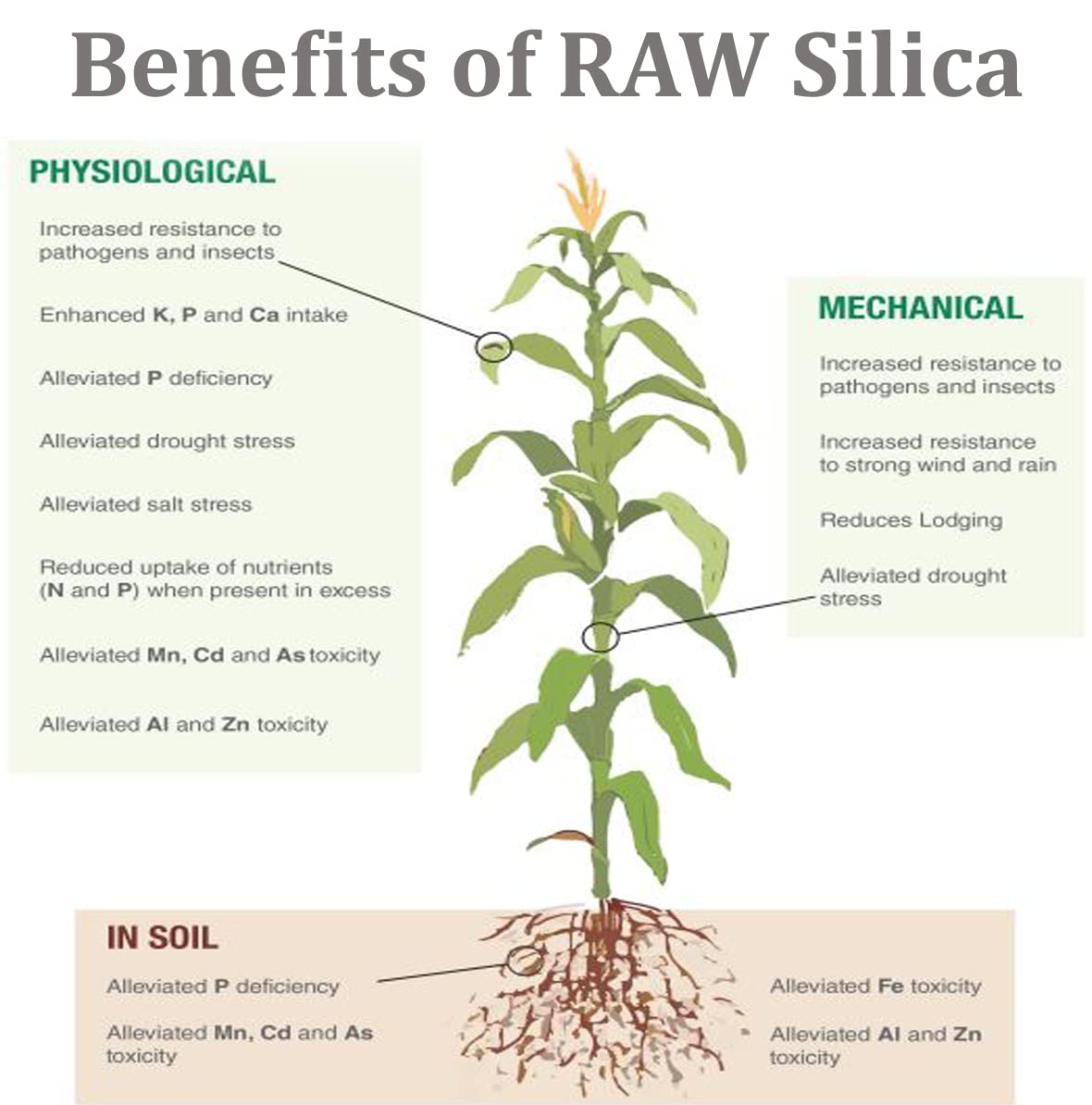 RAW- Silica for Strong Cell Walls and strengthening Stems Plant Feeding Supplement for Indoor Outdoor Use Hydroponics- 2 oz
