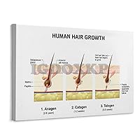 IGDOXKP Human Hair Growth Science Poster Hair Loss And Hair Growth Science Poster Canvas Poster Bedroom Decor Office Room Decor Gift Frame-style 32x24inch(80x60cm)