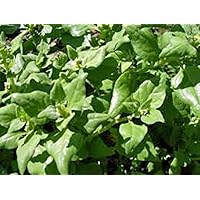 Spinach Seed, New Zealand, Heirloom, Non GMO, 50 Seeds, Tasty Spinach