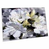 3dRose Cluster of White Azaleas with Blur Effect - Desk Pad Place Mats (dpd-182249-1)