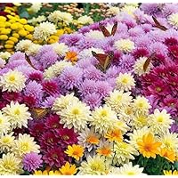 Mixed Color Chrysanthemum Seeds for Planting - Heirloom Rare Ground Cover Landscape Flowers