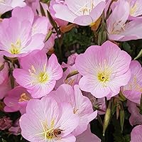 5000+ Showy Evening Primrose Seeds - Perennial Pink Flower Blooms to Attract Butterflies/Pollinators