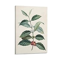KIRSTER Coffee Plant Digital Print, Vintage Botanical Illustration Canvas Wall Art Pictures Poster Trendy Teen Girl Funky Home Wall Decor Framed-12x18inch
