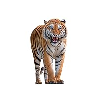 Animal Life Size Cardboard Cutout Stand Up | Standee Picture Poster Photo Print (Tiger)