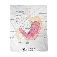 50x60 Inches Flannel Throw Blanket Esophagus of Diagram Human Stomach Anatomy Esophageal Organ Gastritis Home Decorative Warm Cozy Soft Blanket for Couch Sofa Bed