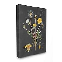 Stupell Industries Botanical Drawing Dandelion On Black, Design by Artist Lettered and Lined Wall Art, 16 x 20, Canvas