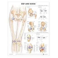 Hip and Knee Anatomical Chart Hip and Knee Anatomical Chart Wall Chart