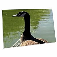 3dRose Canada Goose Neck and Head Study - Desk Pad Place Mats (dpd-18558-1)