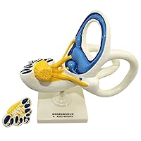 Teaching Model,8X Human Ear Internal Structure Model, Labyrinth Model, Cochlea Semicircular Canal and Vestibule Open Medical Anatomical Ear Internal Structure Model for M