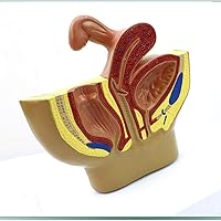 Teaching Model,Human Female Pelvic Section Pregnancy Anatomical Model, Female Pelvic Section Model, Gynecological Genitourinary System Doctor-Patient Communication Model