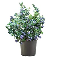 1 Gallon Bluegold Blueberry Plant