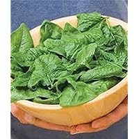 Spinach, Bloomsdale Long Standing Spinach Seeds, Heirloom, Non GMO, 20 Seeds,