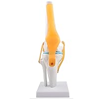 Human Knee Joint Model with Ligaments, Flexible 1:1 Scientific Life Size with Lightweight Display Base, Best Teaching Tool for Patient Education & Anatomy Study