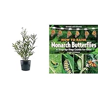 American Plant Exchange Live Milkweed Plant, Host for Monarch Butterflies, Plant Pot for Home and Garden Decor, 6'' Pot & How to Raise Monarch Butterflies: A Step-by-Step Guide for Kids