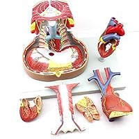 Teaching Model,Mediastinum Model, Heart Anatomical Model, Sternum Thymus and Mediastinum Medical Anatomical Breathing Aids for Science Classroom Study Display