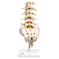 Anatomical Model - Lumbar Spinal Column - Includes 3b Smart Anatomy