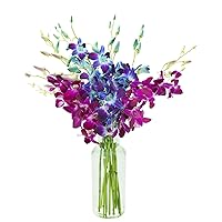 KaBloom PRIME NEXT DAY DELIVERY - Mother’s Day Collection - 10 Blue and 10 Purple Orchid with Vase Gift for Birthday, Sympathy, Anniversary, Get Well, Thank You, Valentine, Mother’s Day Flowers