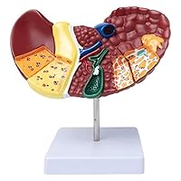 Life Size Anatomy Liver Model, Human with Base and Clear Texture and Pathological Features for Teaching Demonstration and Explanation