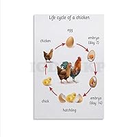IGDOXKP Animal Science Poster Chicken Life Cycle Poster Canvas Painting Posters And Prints Wall Art Pictures for Living Room Bedroom Decor 12x18inch(30x45cm) Unframe-style
