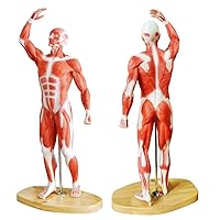 EVOTECH Human Muscle Model-20