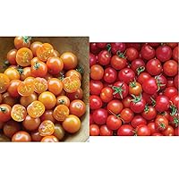 Burpee 'Sun Gold' & 'Super Sweet 100' Hybrid Cherry Tomato Seeds, 30 & 50 Non-GMO