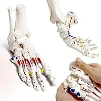 Foot Skeleton Model On Elastic, W/Tibia-Fibula Stump Strung Elastic Bungee Muscle Insertions & Origins, Natural Cast for Accurate Representation Study Kinematics Podiatrist Orthotisit Physiotherapist