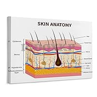 IDIDOS Skin Anatomy Vertical Analysis Poster Dermatology Hospital Decoration Poster Home Living Room Bedroom Decoration Gift Wall Art Poster Frame-style 10x8inch(25x20cm)