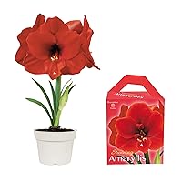Complete Holiday Amaryllis Grow Kit for Indoors - Grow Your own Holiday Amaryllis in just Weeks by Recogniice (Red)