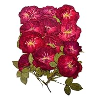 12 Pcs Nauture Dried Pressed Rose, Real Dried Pressed Flowers for Resin Scrapbook Supplies Card Making Soap Candle DIY Art Crafts (Red)
