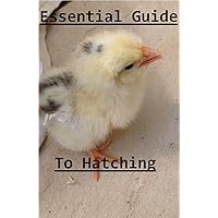 Essential Guide To Hatching Chicks, Ducklings and other household birds