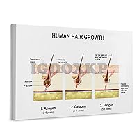 IGDOXKP Human Hair Growth Science Poster Hair Loss And Hair Growth Science Poster Canvas Poster Bedroom Decor Office Room Decor Gift Frame-style 20x16inch(50x40cm)