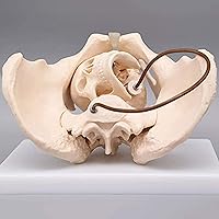 Female Pelvis Anatomy Model Comes with Fetal Skull, Human Pelvic Structure Model, Show Anatomy Features, Pelvic Bone Sacrum Coccyx Pubic Bone