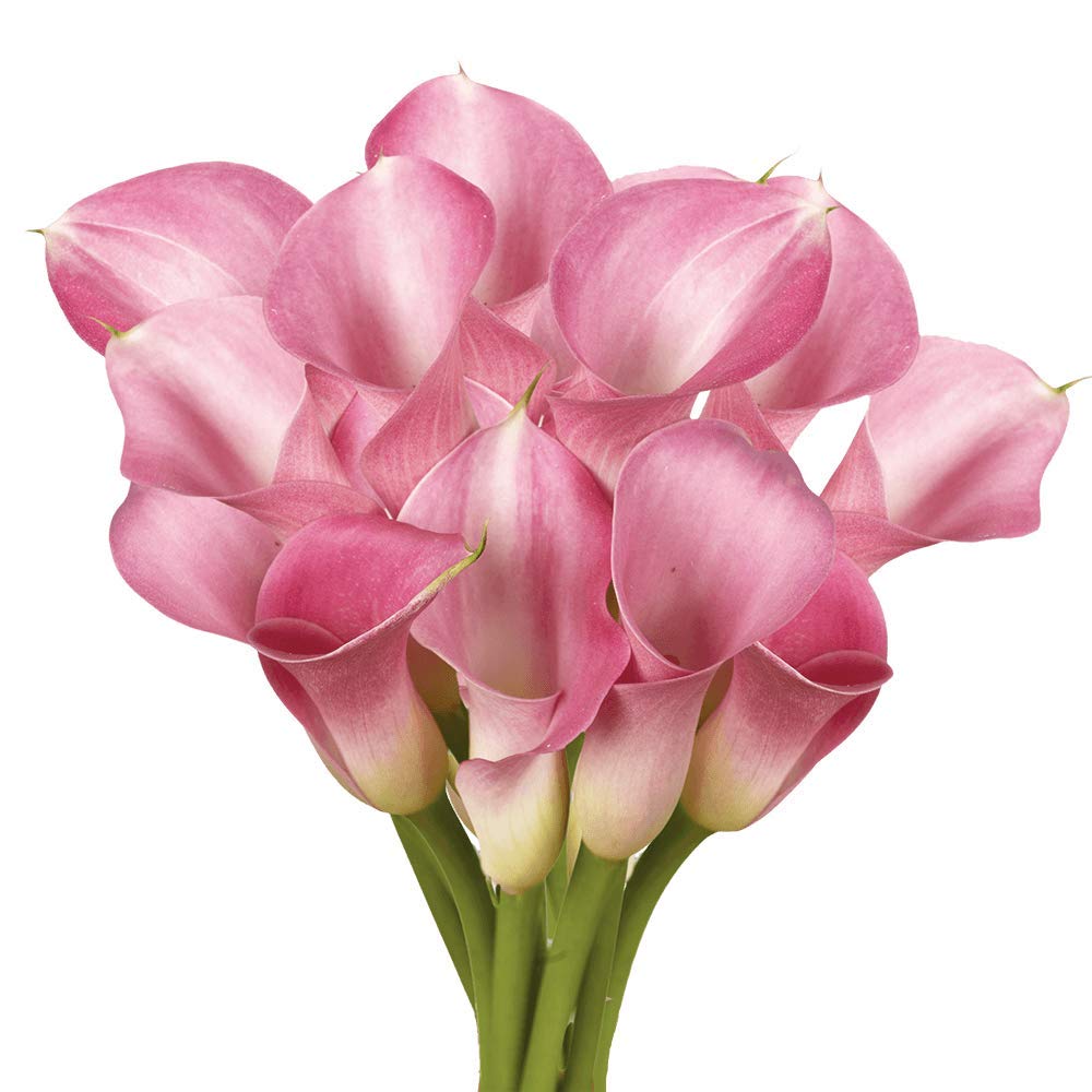 GlobalRose 10 Stems of Lavender Color Calla Lilies - Fresh Flowers for Delivery