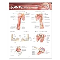 Joints of the Upper Extremities Anatomical Chart Joints of the Upper Extremities Anatomical Chart Wall Chart