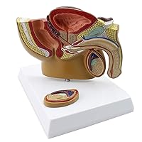 Male Prostate Model - Reproductive System Anatomical Model - for Doctor-Patient Communication Teaching Demonstration Tool