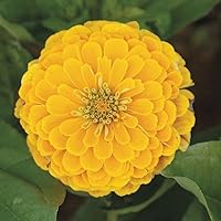 100+ Canary Bird Yellow Zinnia Seeds for Planting 1+ Grams Non GMO Heirloom USA Harvested pollinator bee Butterfly
