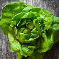 Lettuce Seeds - Bibb Non-GMO Seeds for Planting, 1 lb | Low-Maintenance Vegetable Seeds, Plant During Cool Season, Zones 10, 2, 3, 4, 5, 6, 7, 8, 9